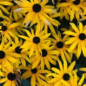 Meet your Posher, Deborah ellis